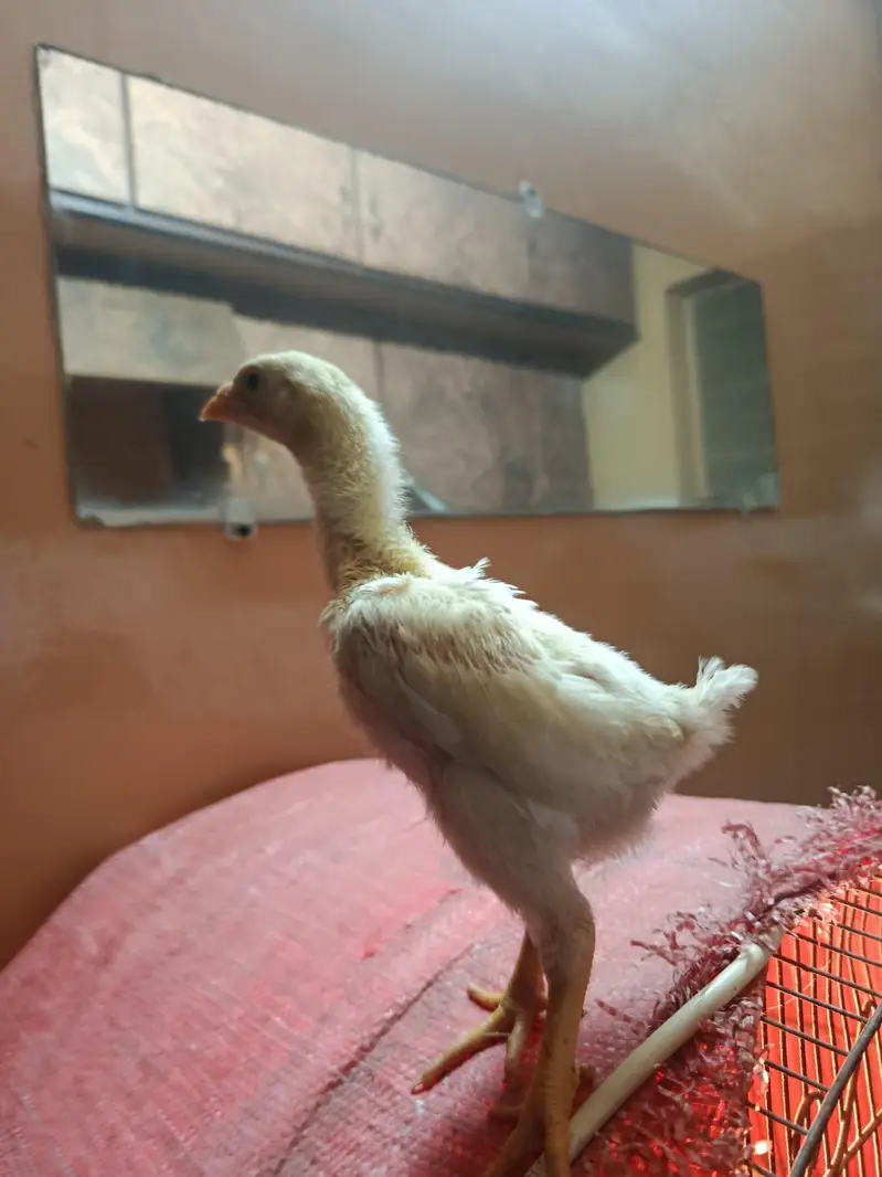 white shamoo chicks — photo 2