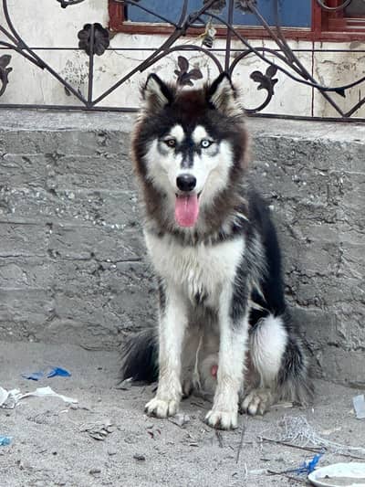 original Siberian husky dog