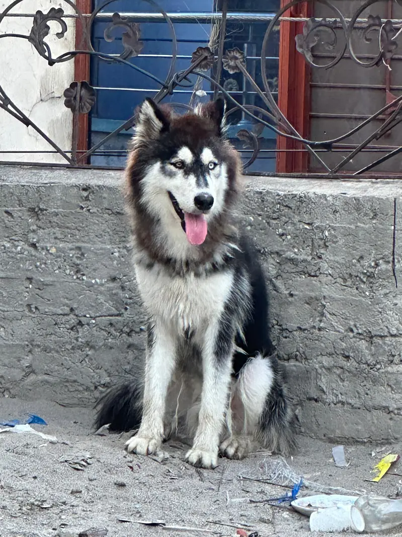 original Siberian husky dog — photo 2