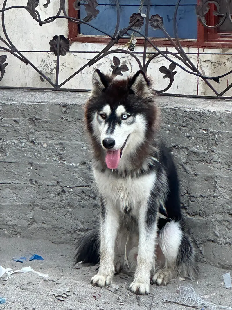 original Siberian husky dog — photo 3