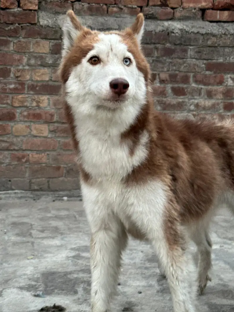 original Siberian husky dog — photo 4