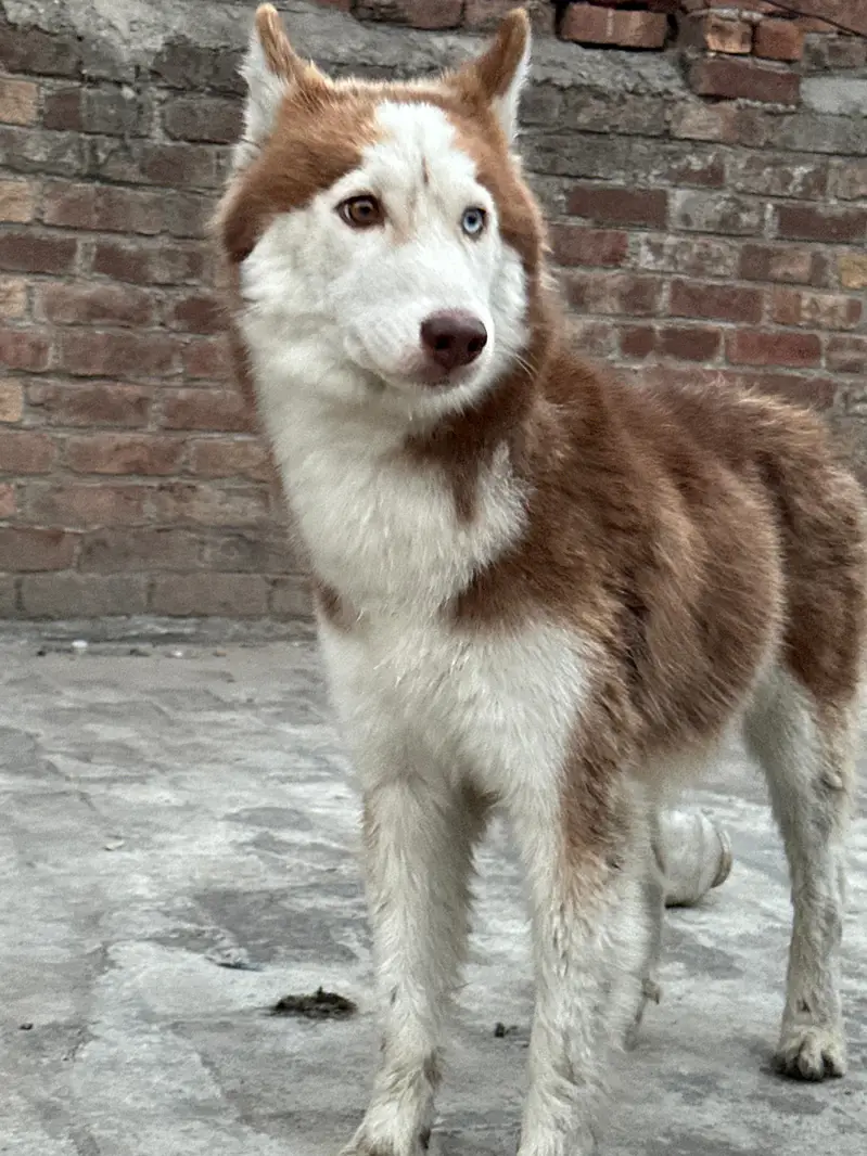 original Siberian husky dog — photo 5