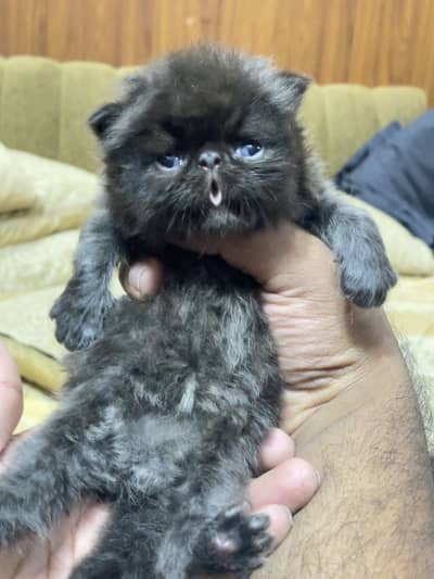 Piki Face Kitten Male On Booking CFA Lines