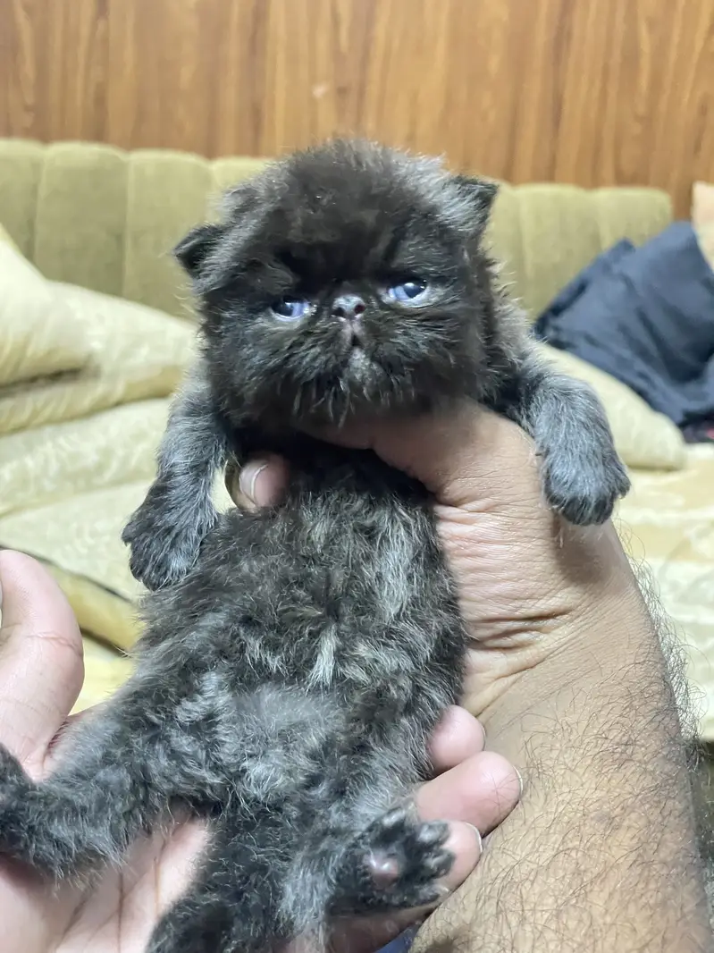 Piki Face Kitten Male On Booking CFA Lines — photo 2