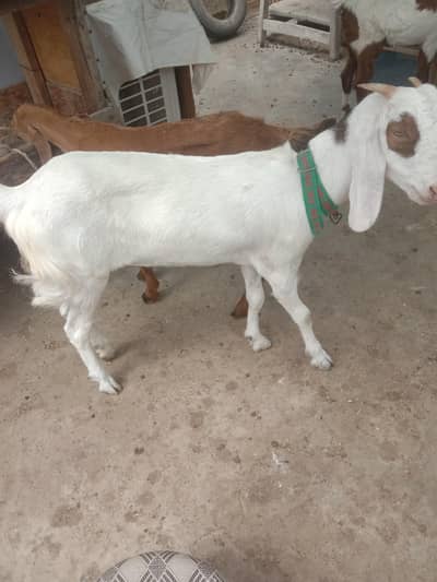Bakri gulabi cross
