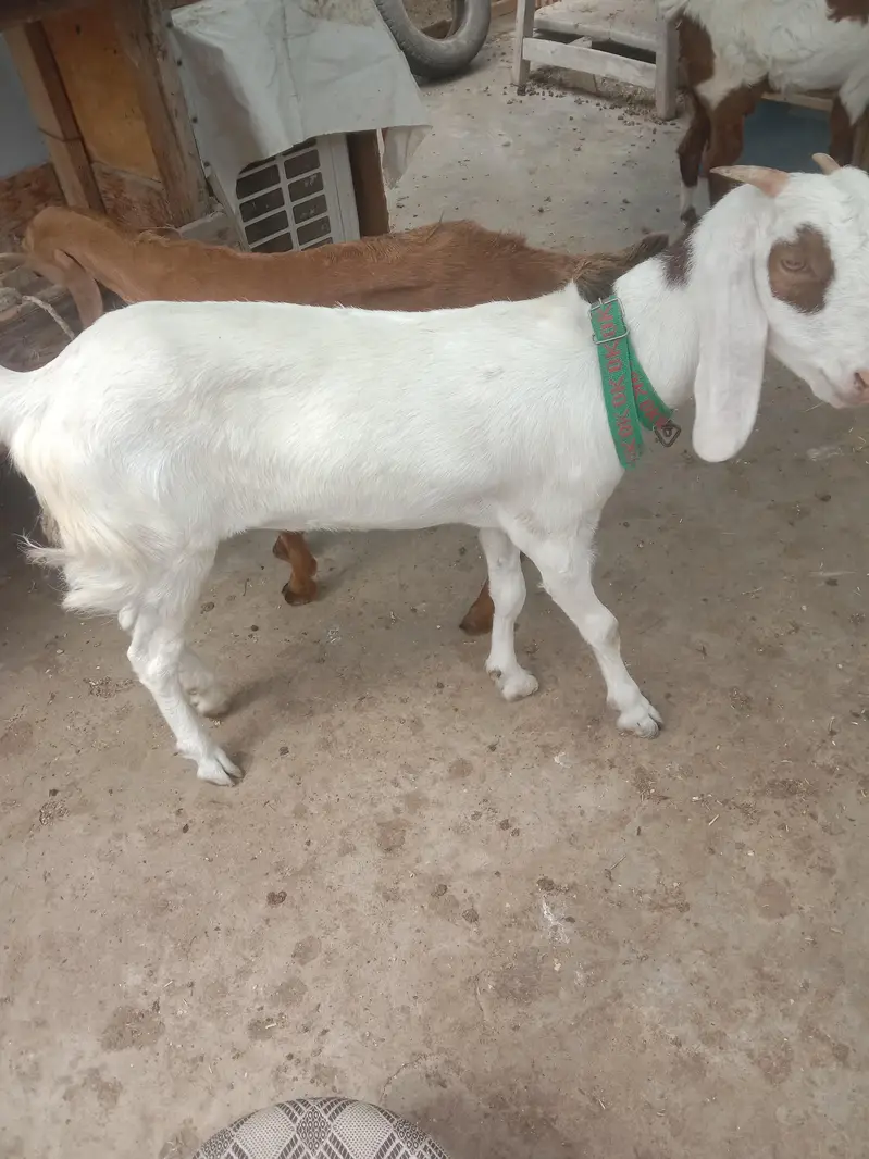 Bakri gulabi cross