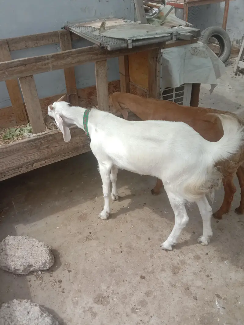 Bakri gulabi cross — photo 2