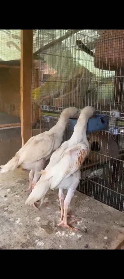 White Shamo Pair Chick  1.5 month