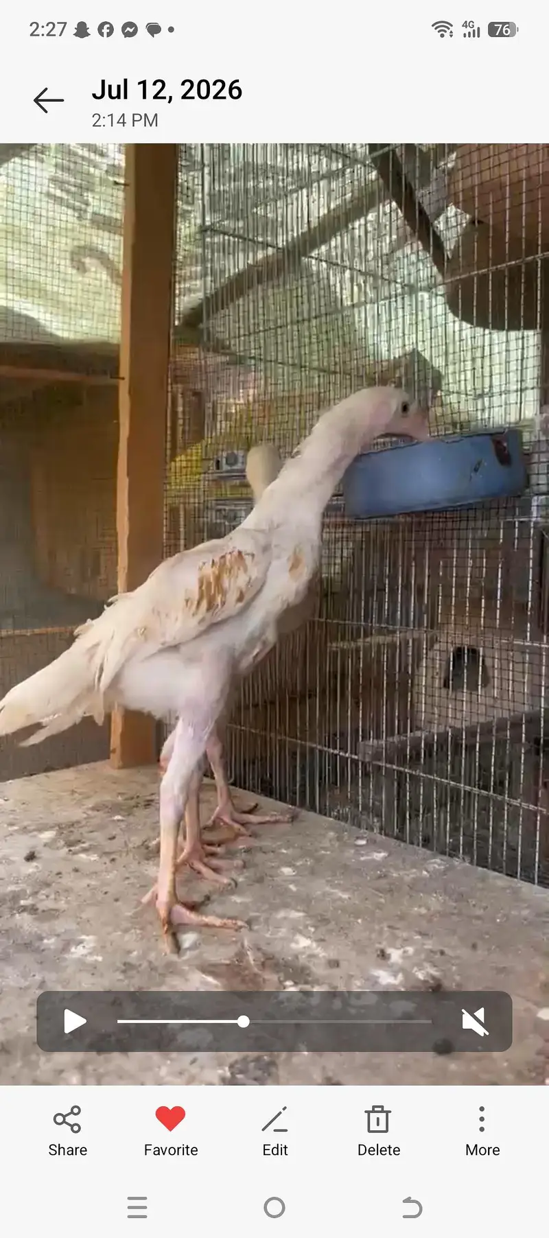 White Shamo Pair Chick  1.5 month — photo 2