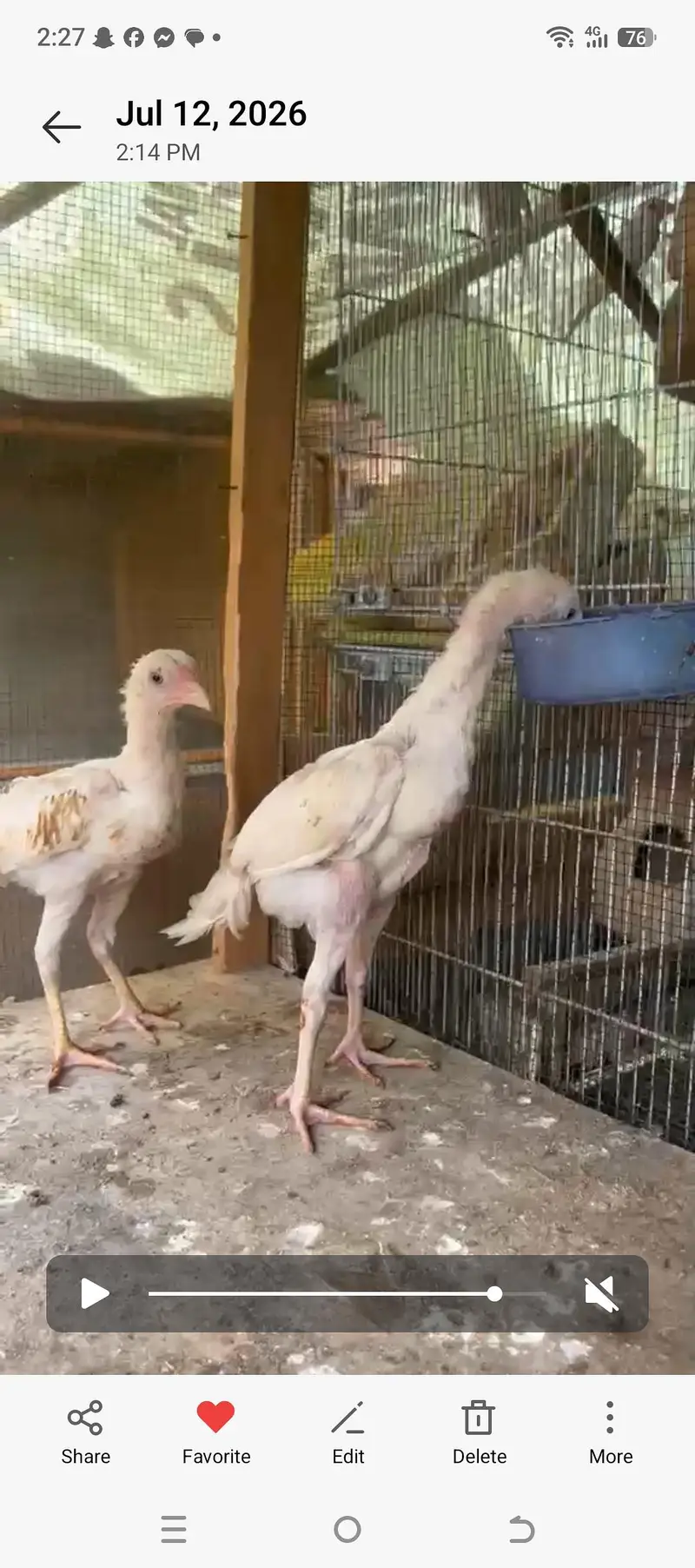 White Shamo Pair Chick  1.5 month — photo 3