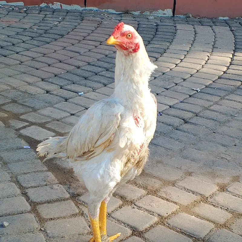 Phatta For sale — photo 2