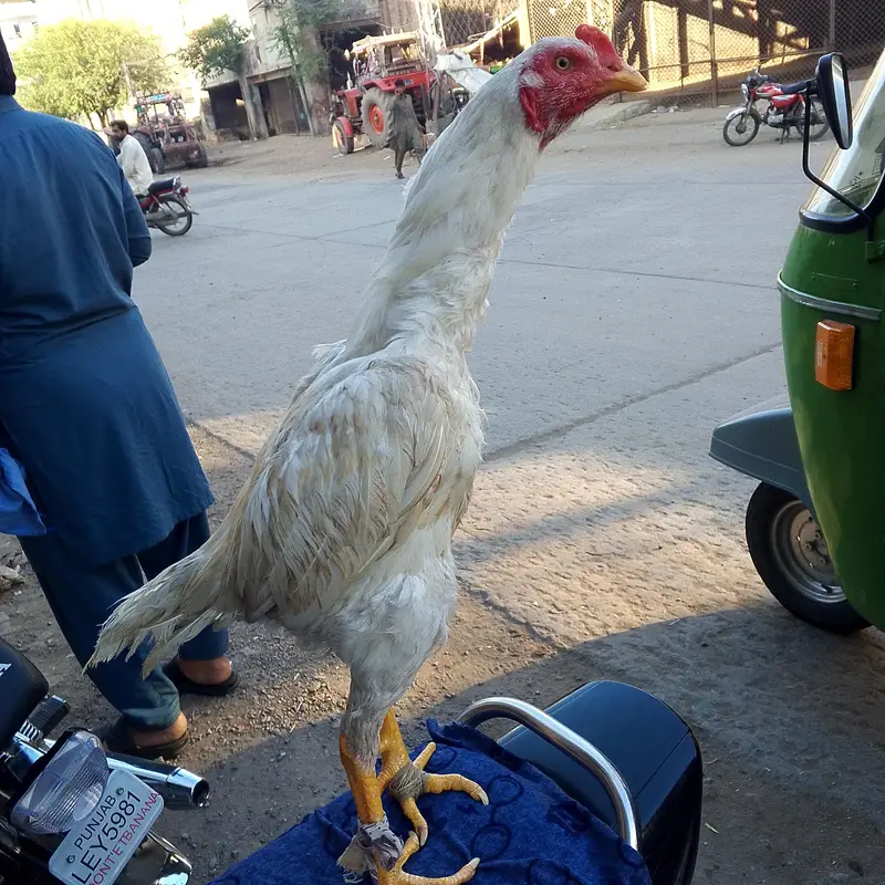 Phatta For sale — photo 4