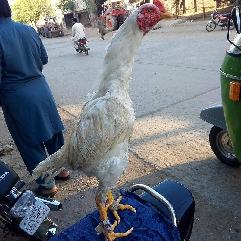 Phatta For sale — photo 5