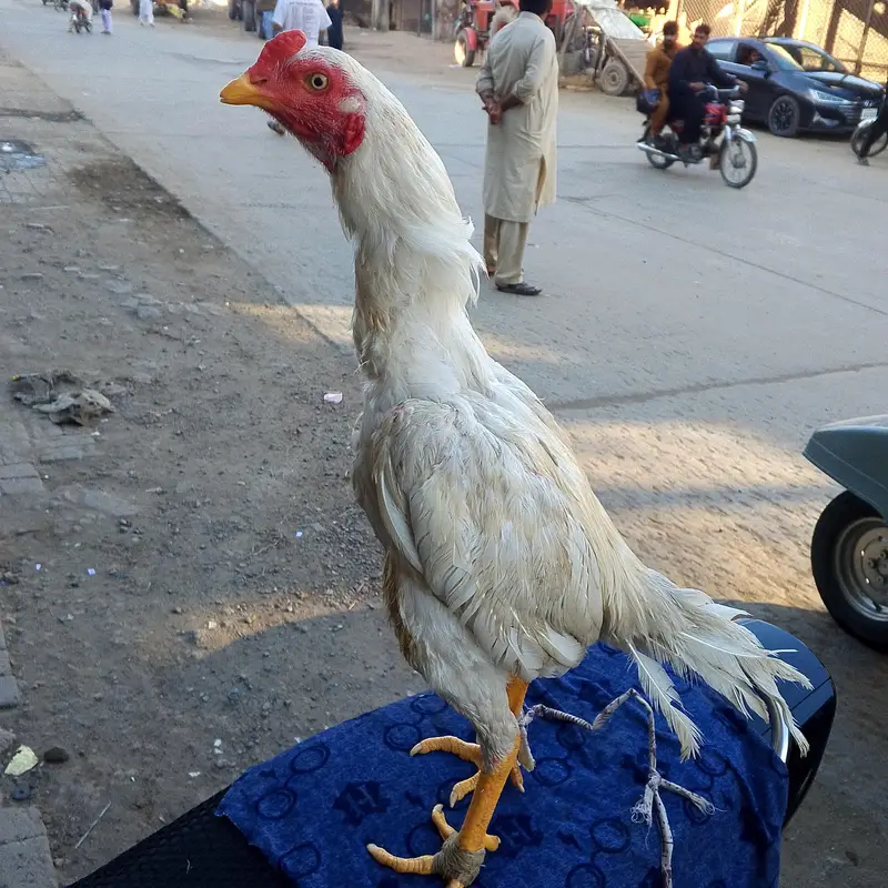 Phatta For sale — photo 6