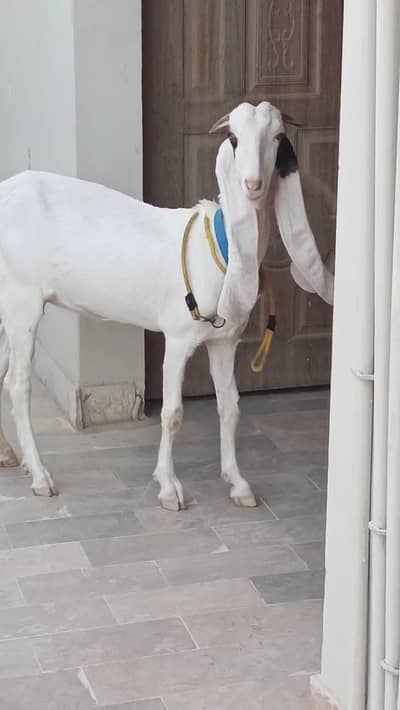 Gulabi Bakri