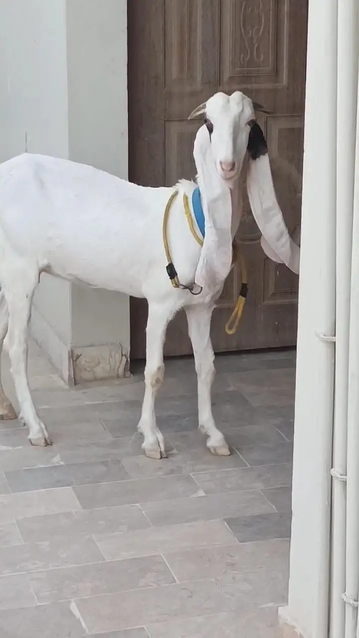 Gulabi Bakri