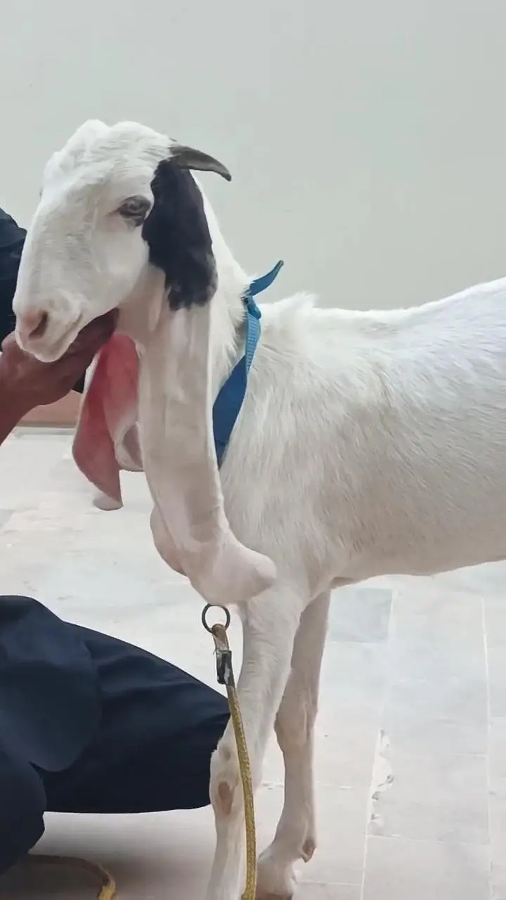 Gulabi Bakri — photo 2