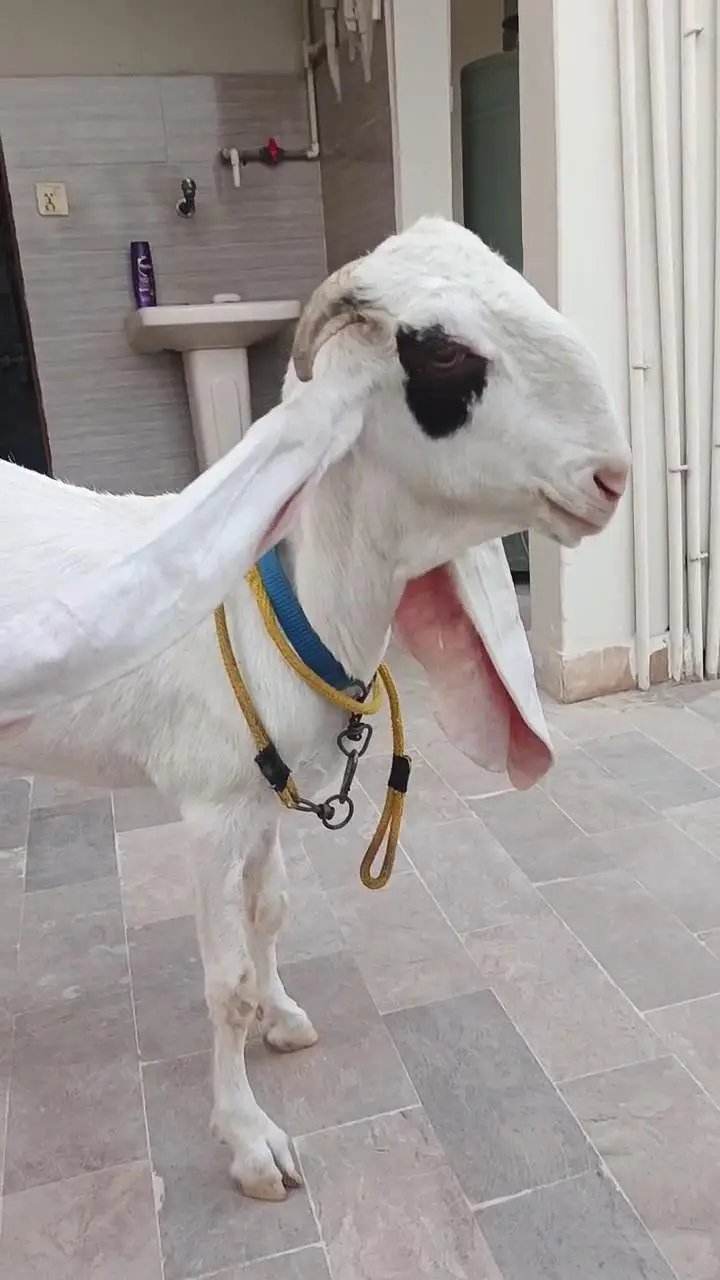 Gulabi Bakri — photo 3