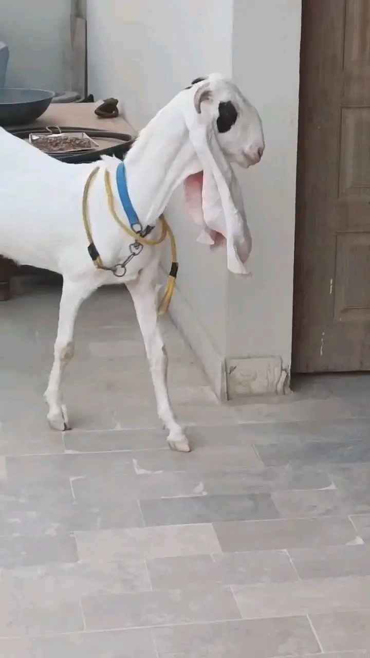 Gulabi Bakri — photo 4