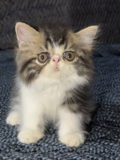 CFA Peke Bicolour Male Kitten
