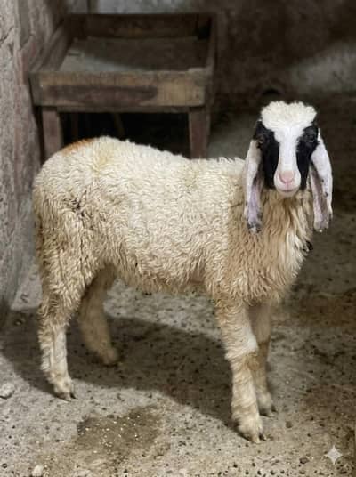 dumba sheep bakra goat mundra kajla larkana abluck gulabi baby sheep