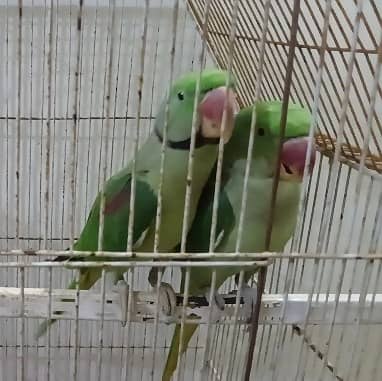 Raw parrot pair