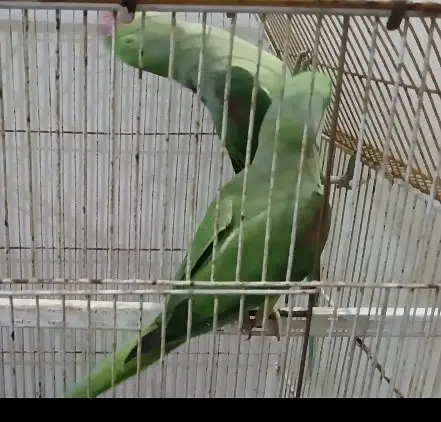 Raw parrot pair — photo 2