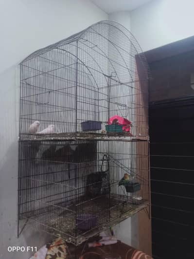 Love bird nd cage