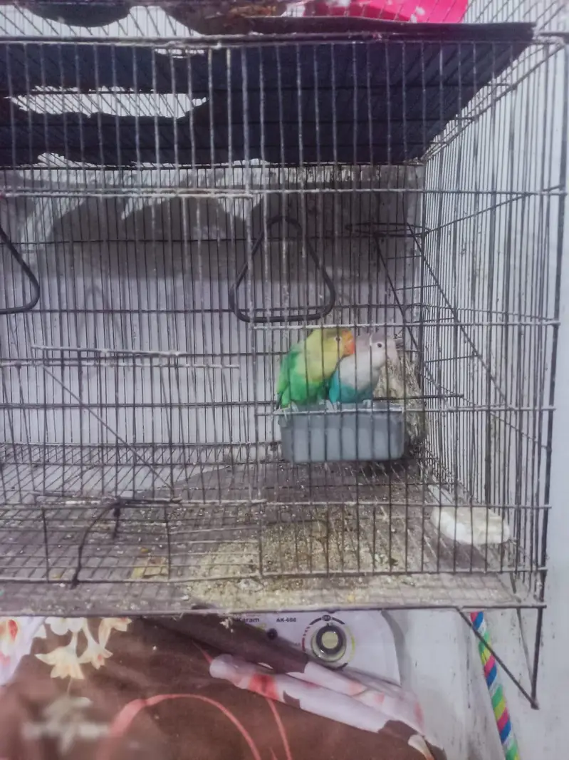 Love bird nd cage — photo 2