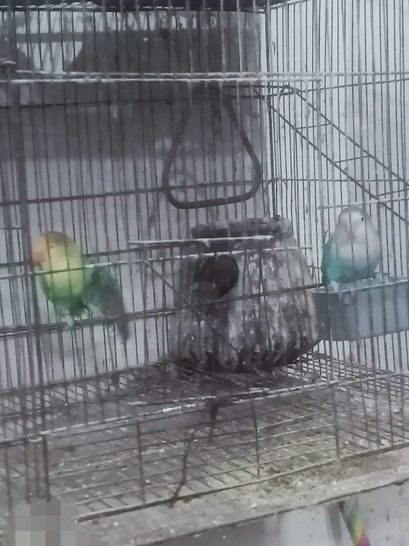 Love bird nd cage — photo 3