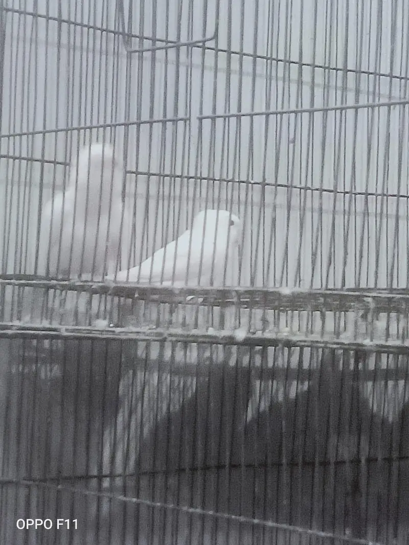 Love bird nd cage — photo 4