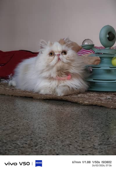 Persian exotic calico breeder female