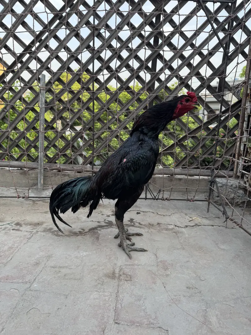 Dragon x Pakoya — photo 2