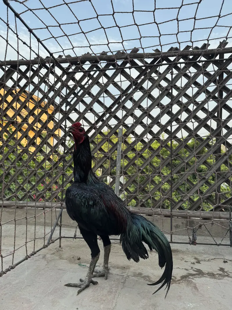 Dragon x Pakoya — photo 4