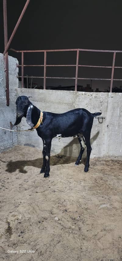 Black Betal Bakra for sale  demand 48k  age 6 months.
