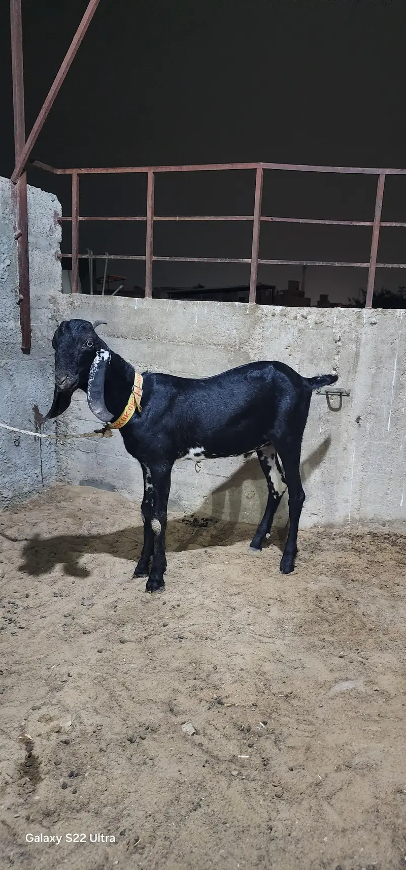 Black Betal Bakra for sale  demand 48k  age 6 months.