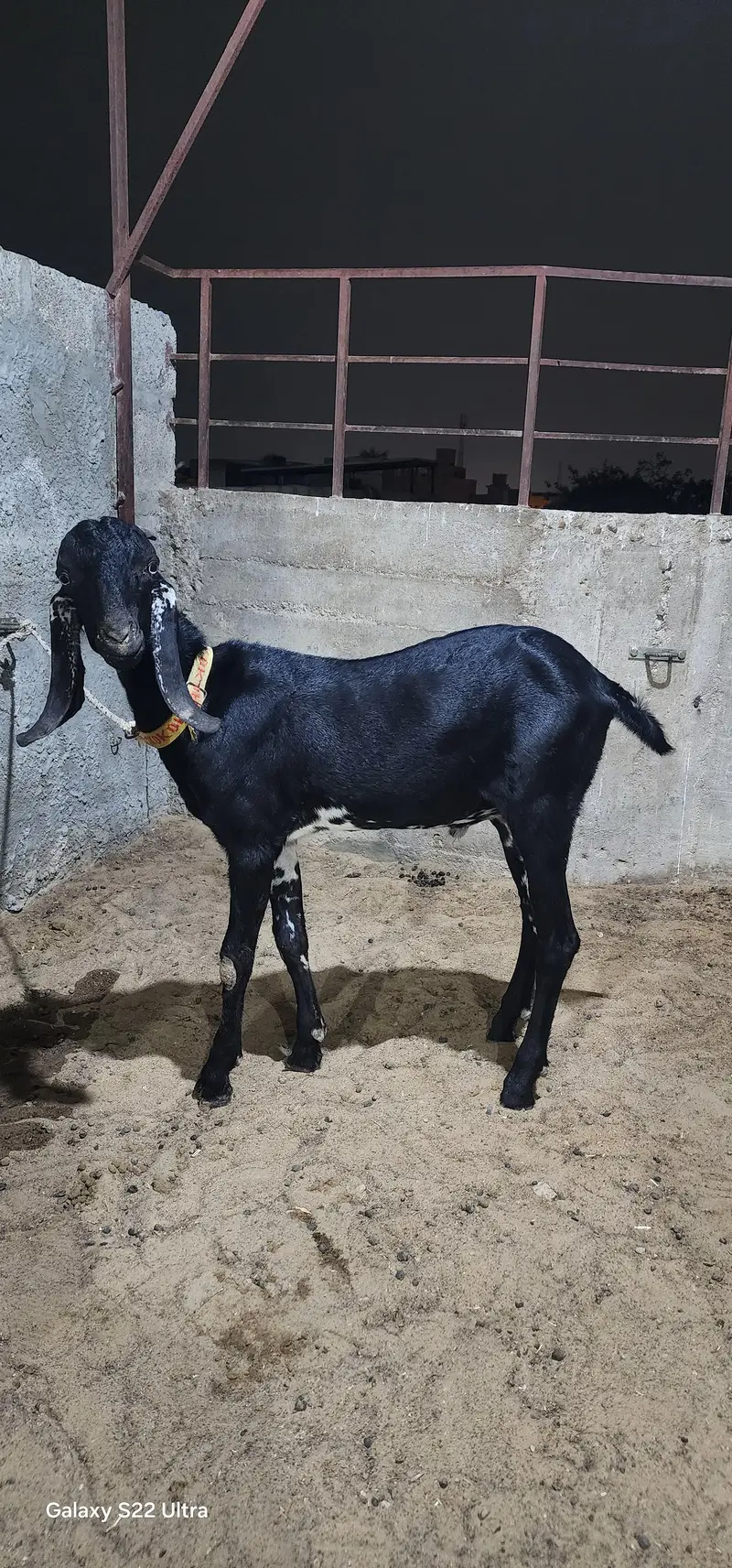 Black Betal Bakra for sale  demand 48k  age 6 months. — photo 2