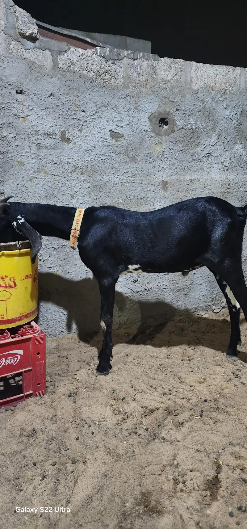 Black Betal Bakra for sale  demand 48k  age 6 months. — photo 3