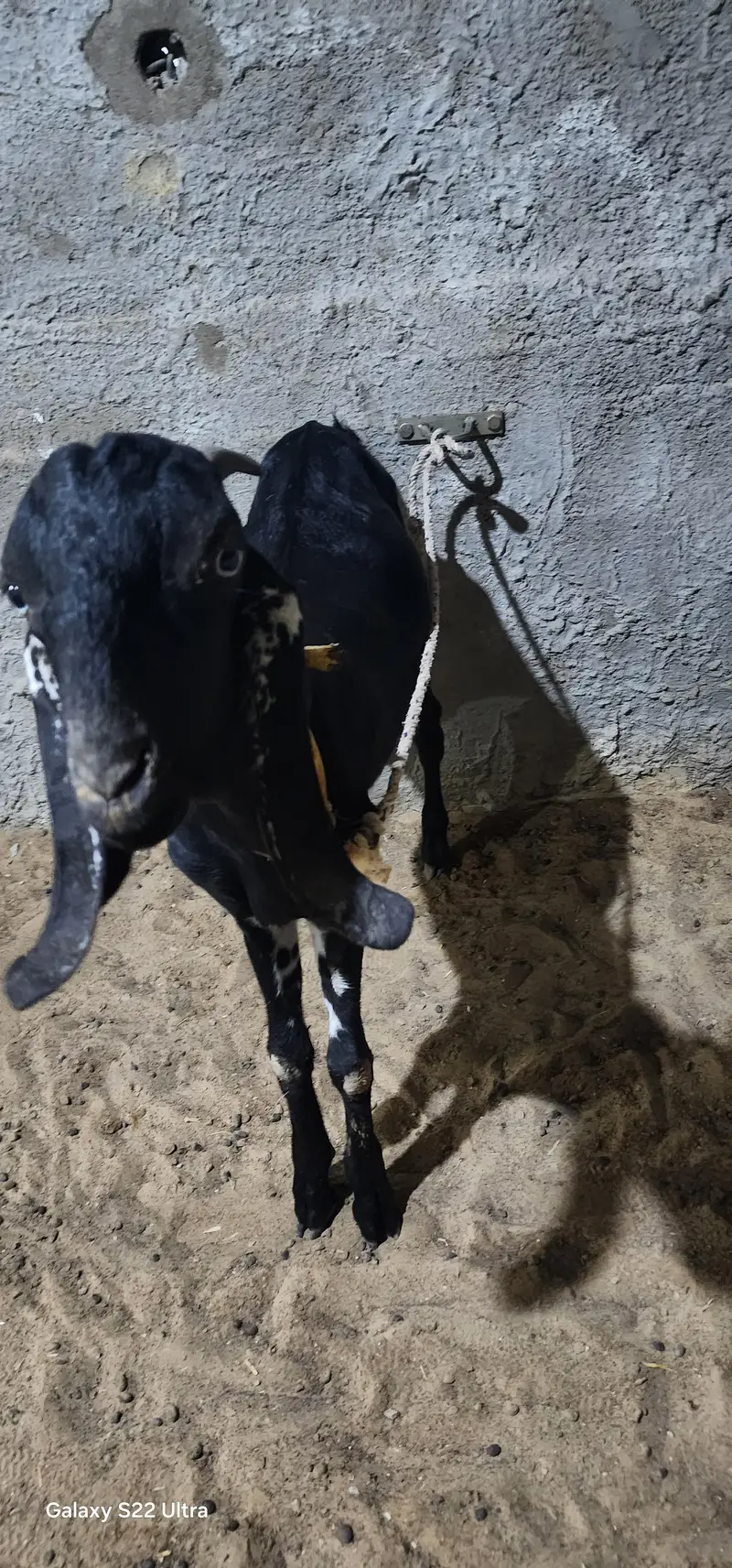 Black Betal Bakra for sale  demand 48k  age 6 months. — photo 4