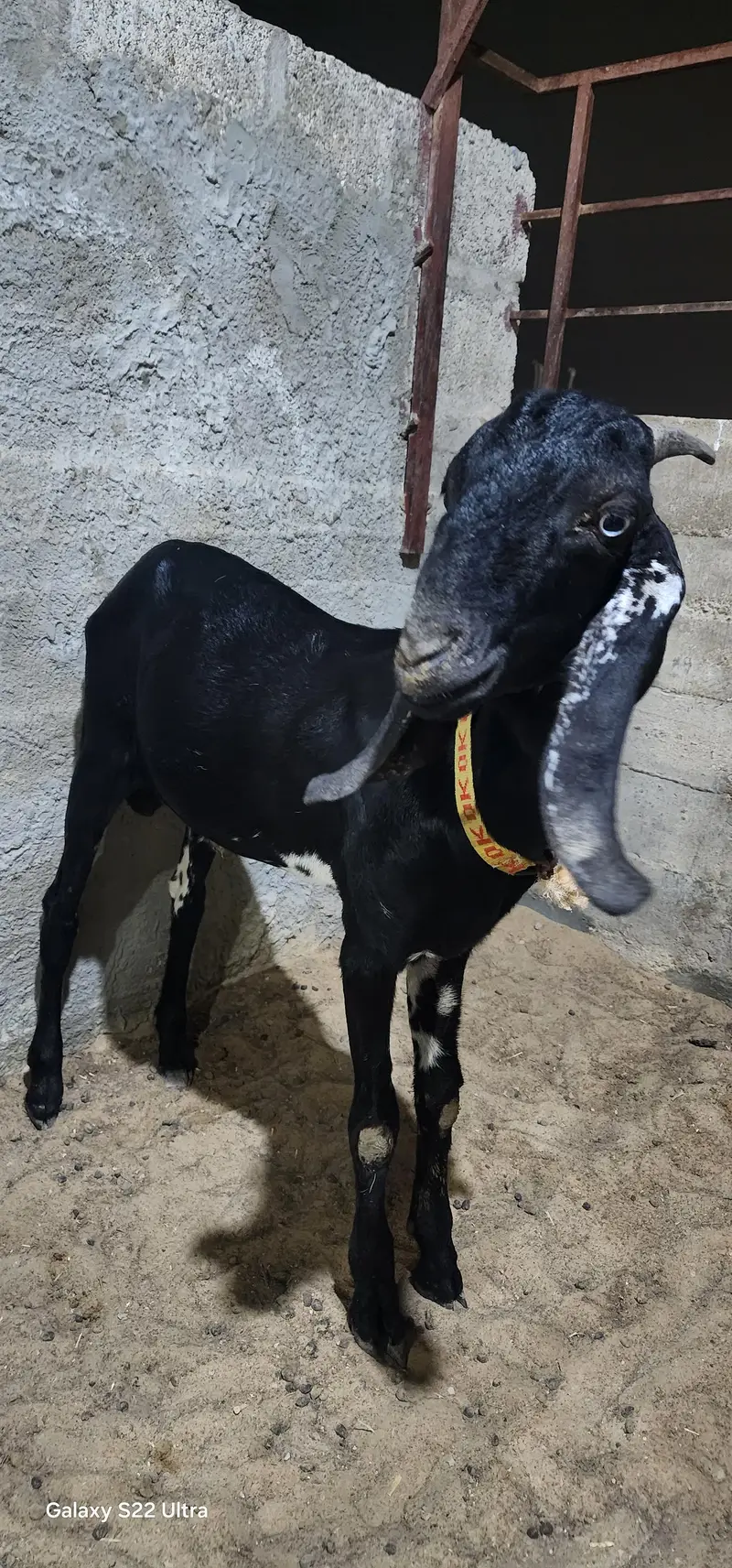 Black Betal Bakra for sale  demand 48k  age 6 months. — photo 5