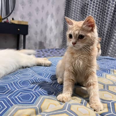 Persian Cat Pair for sale. Male and Female