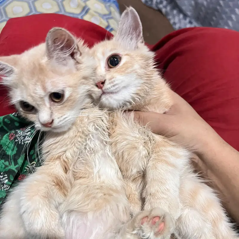 Persian Cat Pair for sale. Male and Female — photo 2