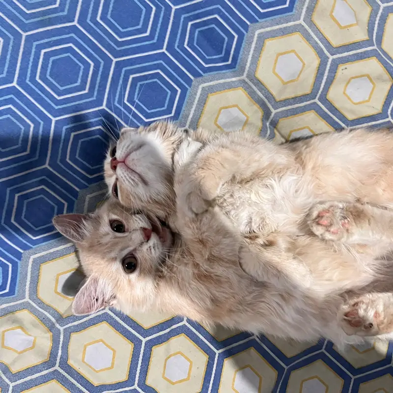 Persian Cat Pair for sale. Male and Female — photo 3