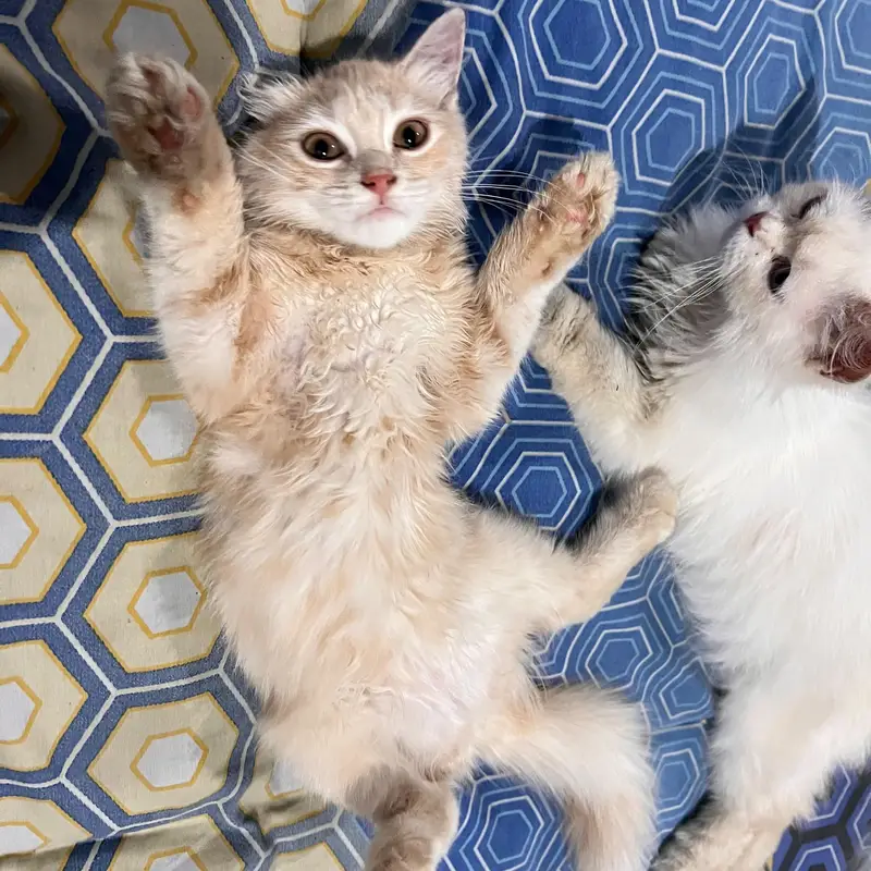 Persian Cat Pair for sale. Male and Female — photo 4
