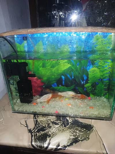 4 fish ha oring or wite full aktave ha