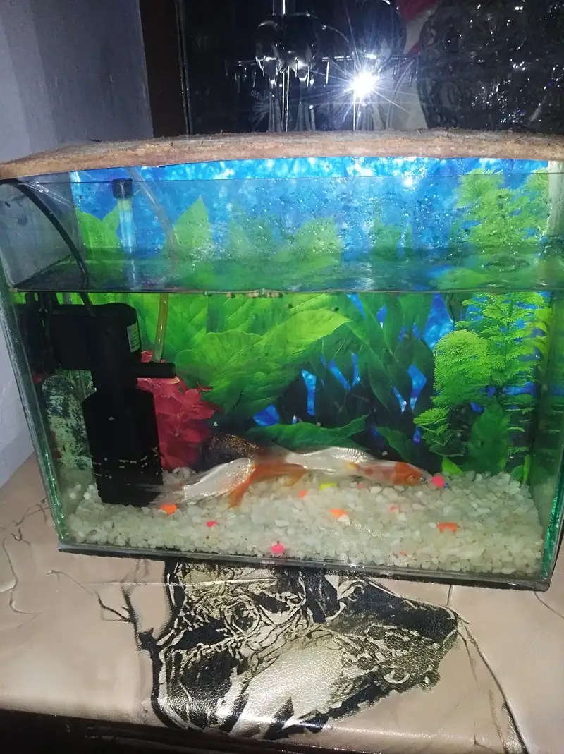 4 fish ha oring or wite full aktave ha