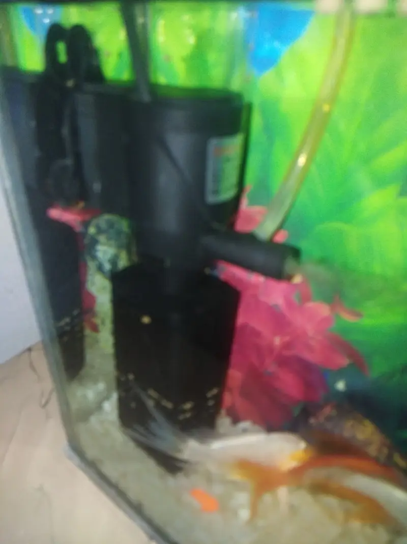4 fish ha oring or wite full aktave ha — photo 2