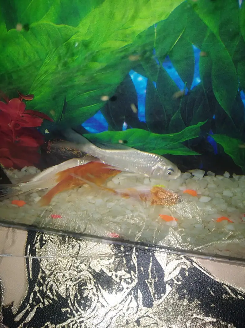 4 fish ha oring or wite full aktave ha — photo 3