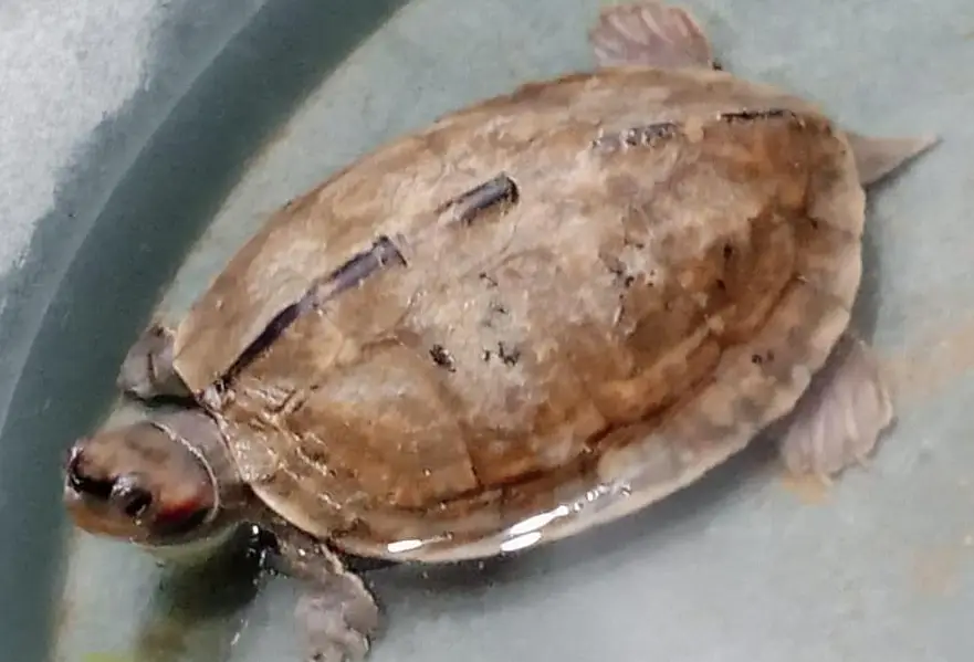turtle redeard slide healthy 3 inch