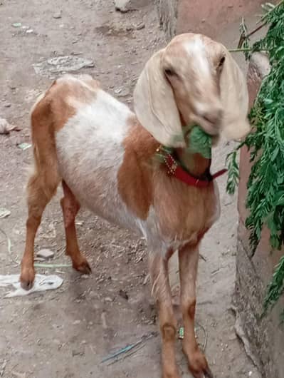 bakri khali ha haqeqa wagera kar sakte ho urgent sale